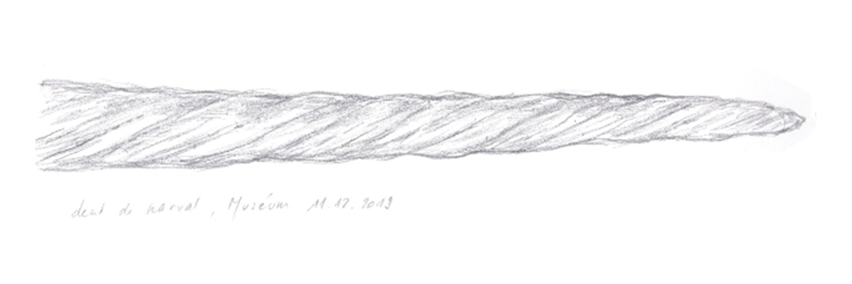 Dent-narval_Pierre-Baumgart