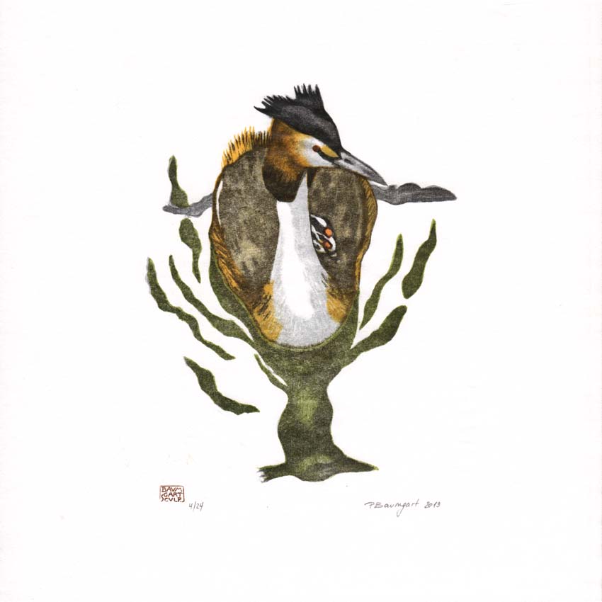 Expo-PB_29_grebe-poussin-sur-dos_72