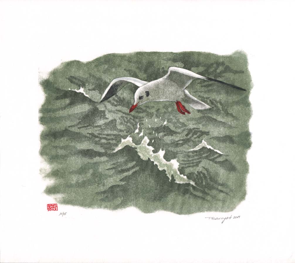 Mouette-rieuse-sur-une-vague