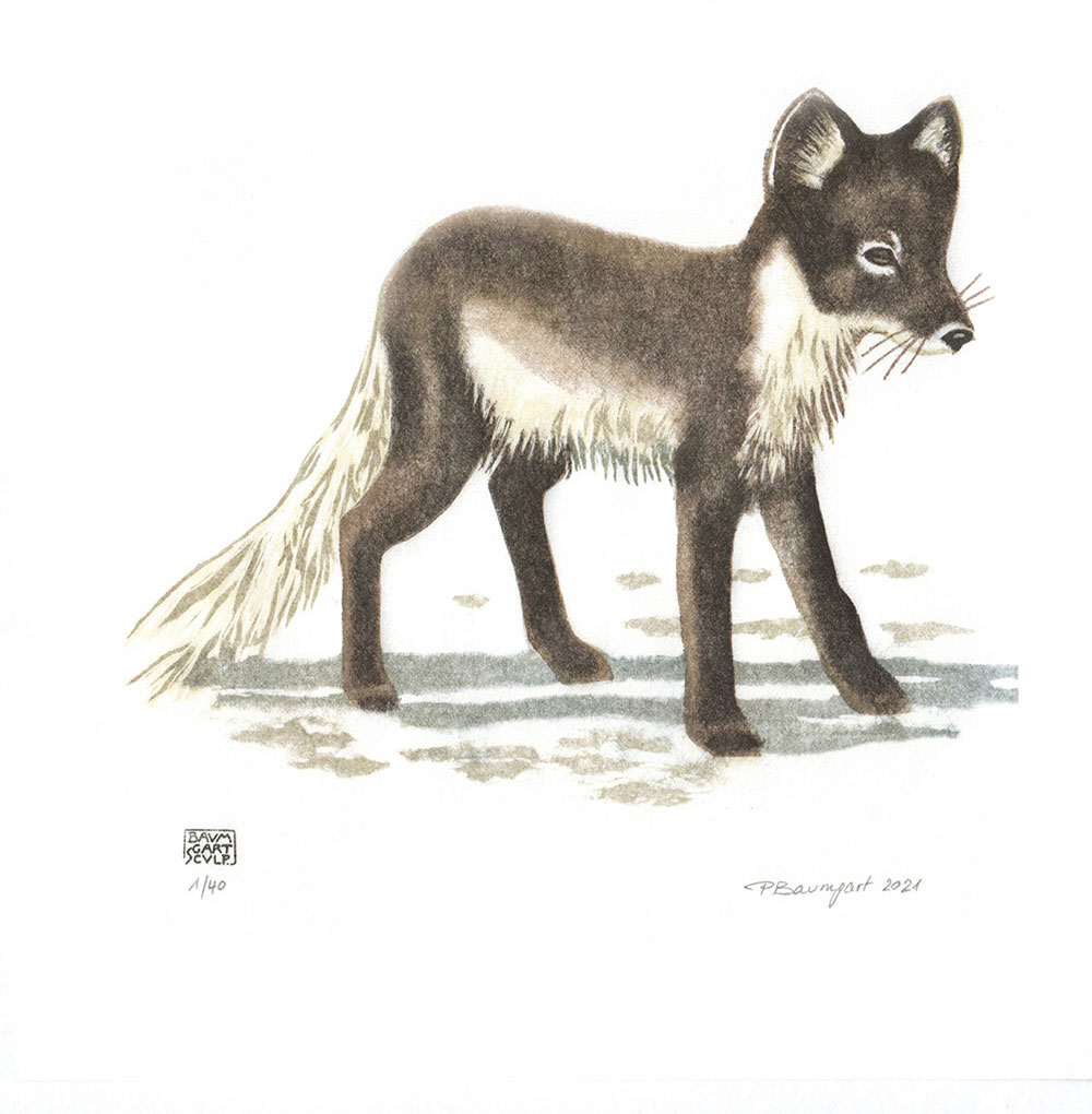 renard-polaire